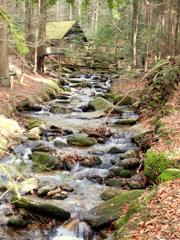 Anger Bienenweg hoch (1)