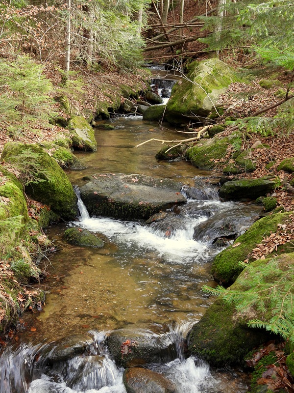 Anger Bienenweg hoch (3)