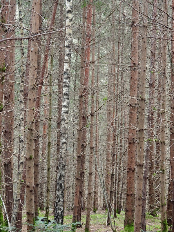 Anger Bienenweg hoch (5)