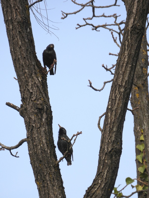 Bad Radkersburg hoch (2)