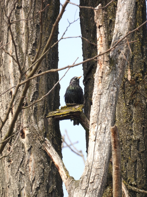 Bad Radkersburg hoch (3)