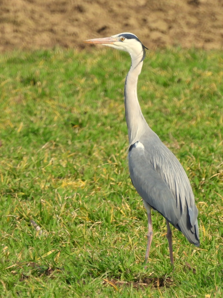 Bad Radkersburg hoch (8)