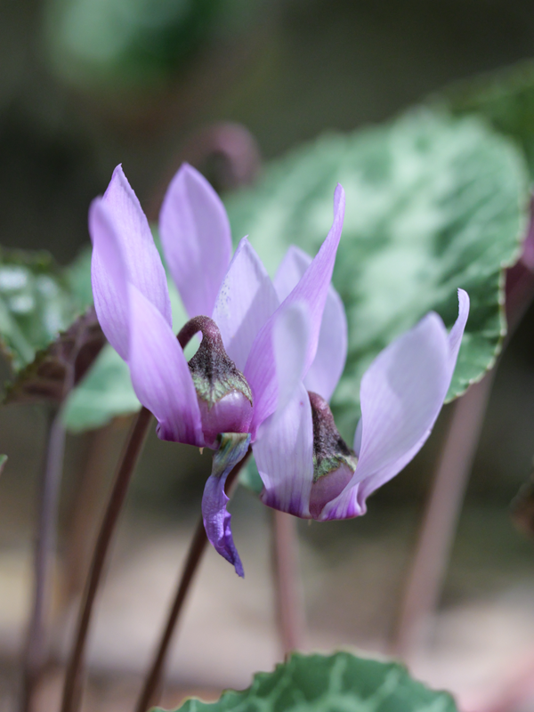 Bad Tatzmannsdorf hoch (2)