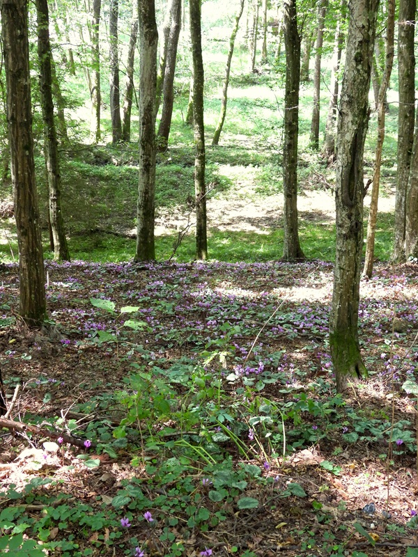 Bad Tatzmannsdorf hoch (4)