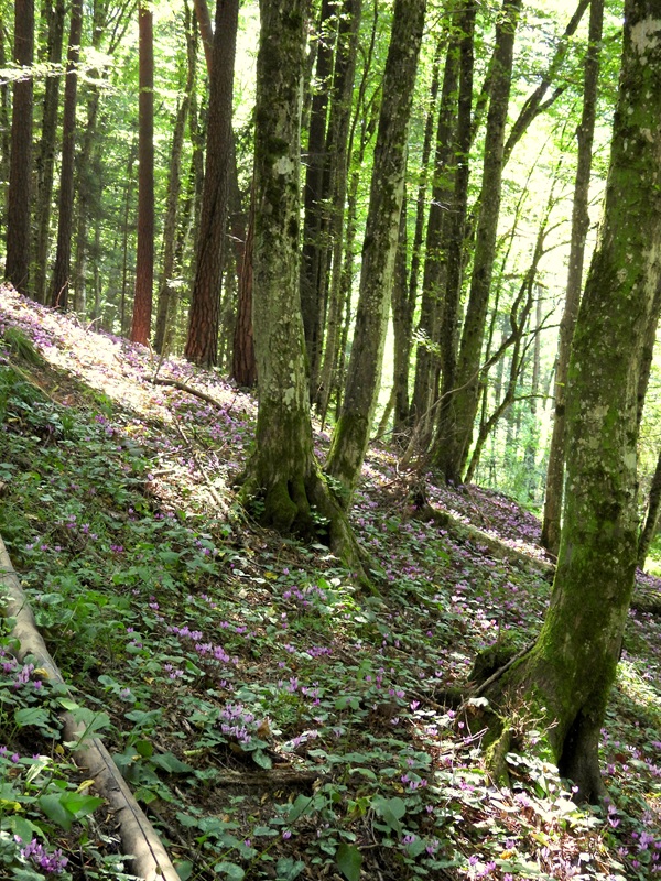 Bad Tatzmannsdorf hoch (5)