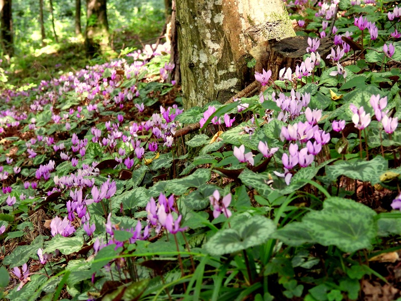 Bad Tatzmannsdorf quer (1)