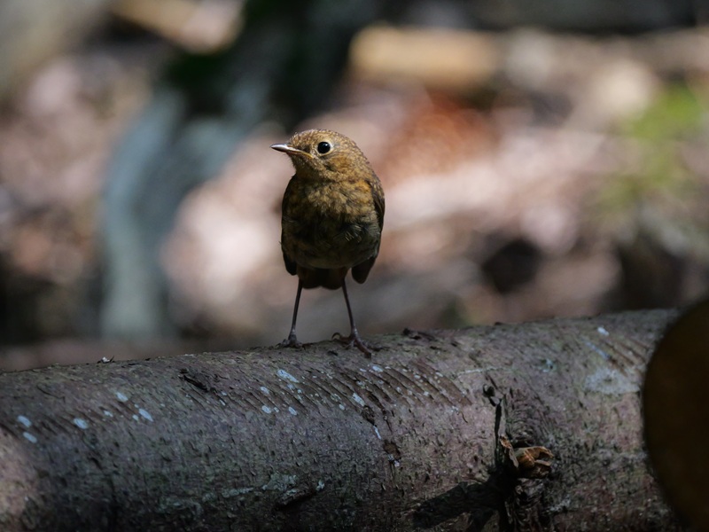 Bad Tatzmannsdorf quer (10)