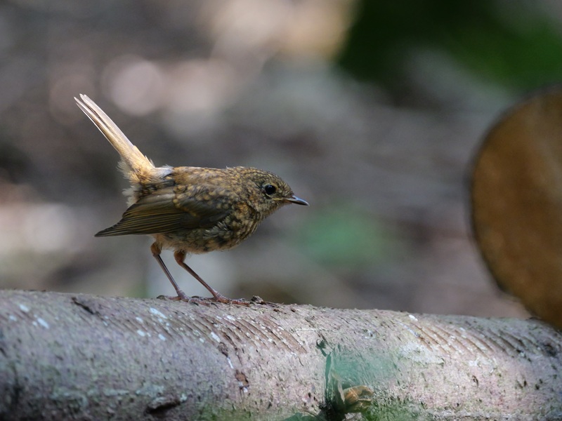 Bad Tatzmannsdorf quer (11)