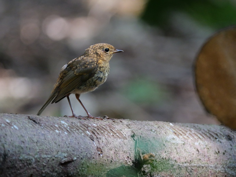 Bad Tatzmannsdorf quer (12)