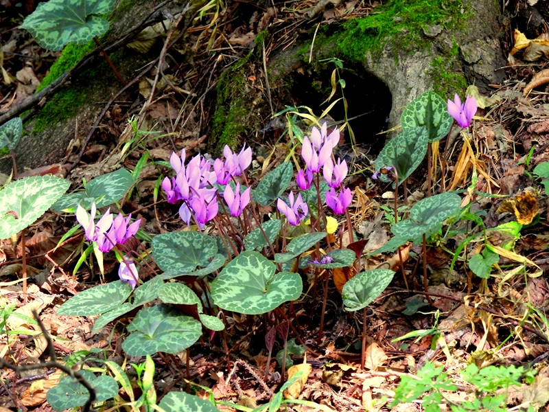 Bad Tatzmannsdorf quer (16)