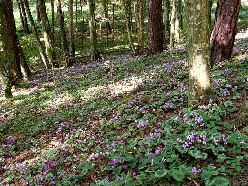 Bad Tatzmannsdorf quer (17)