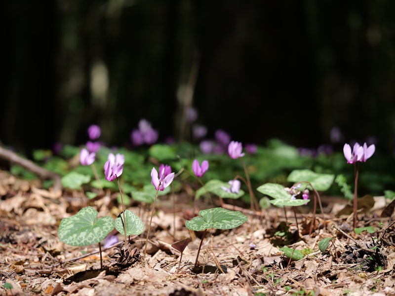 Bad Tatzmannsdorf quer (5)
