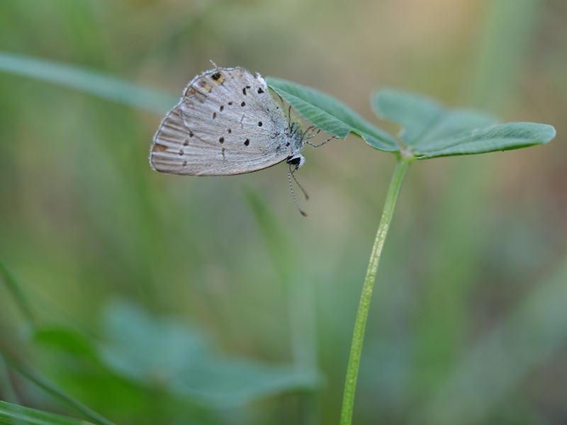 Bad Tatzmannsdorf quer (6)