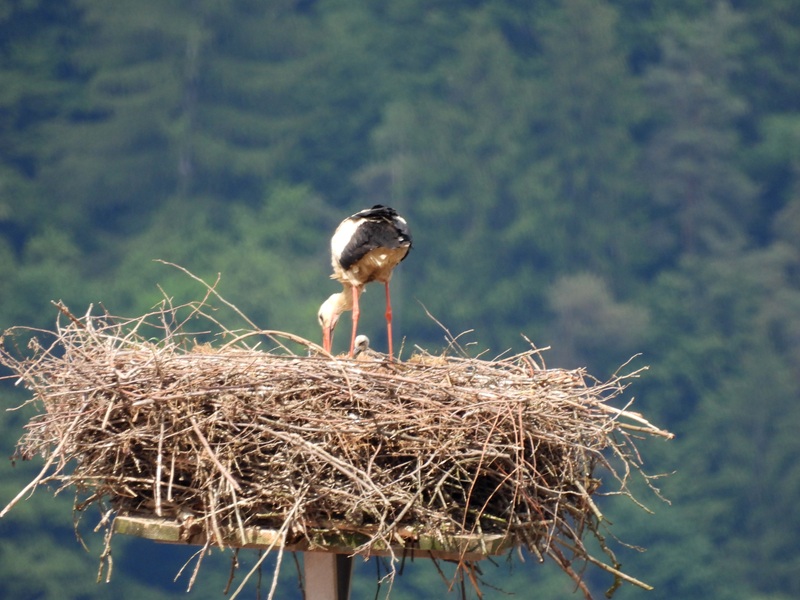 Bleistätter Moor quer (1)