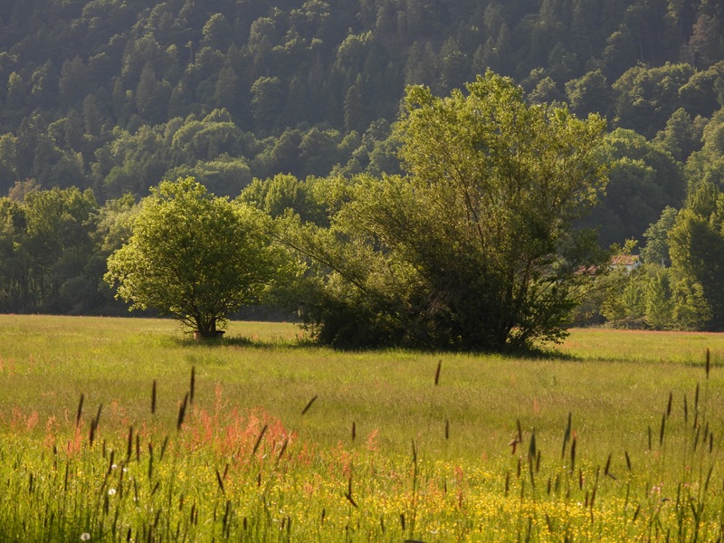 Bleistätter Moor quer (10)