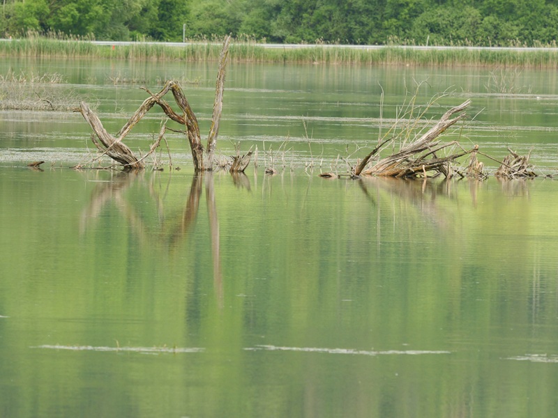 Bleistätter Moor quer (12)