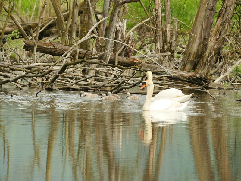 Bleistätter Moor quer (13)