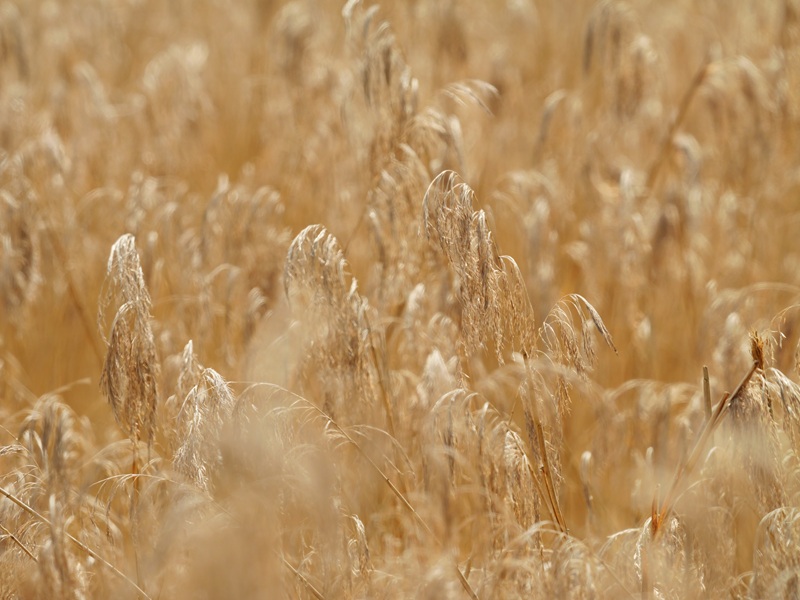 Bleistätter Moor quer (14)