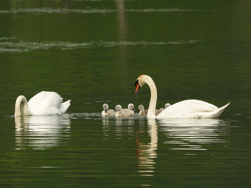 Bleistätter Moor quer (15)