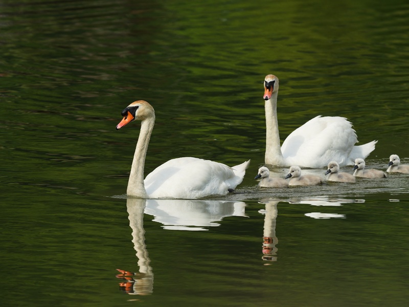 Bleistätter Moor quer (16)