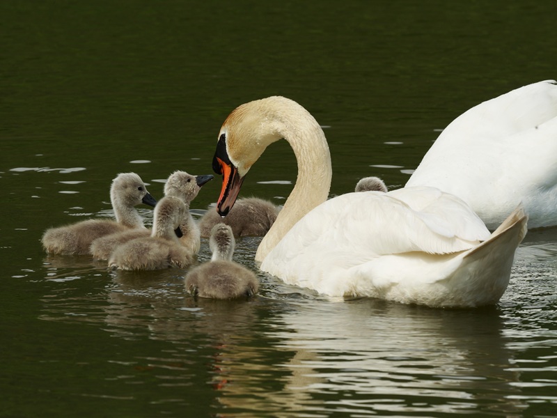 Bleistätter Moor quer (17)