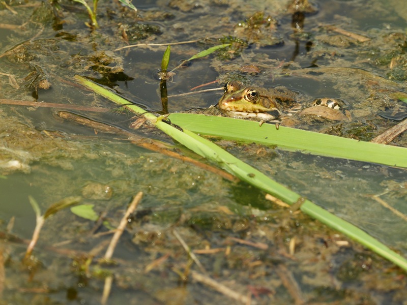 Bleistätter Moor quer (18)