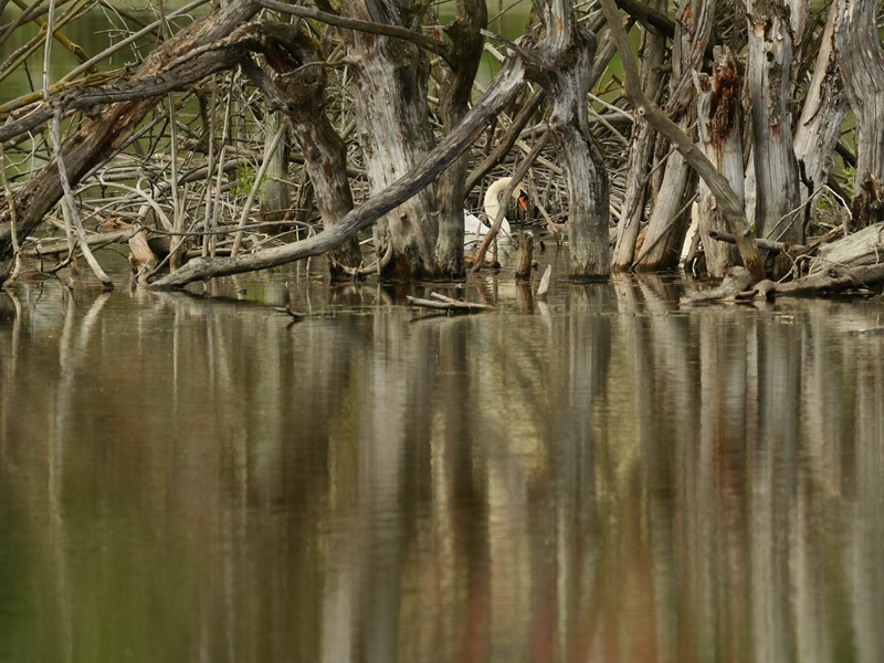 Bleistätter Moor quer (19)
