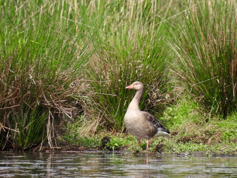 Bleistätter Moor quer (2)