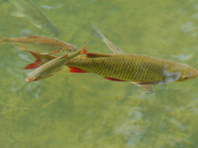 Bleistätter Moor quer (20)