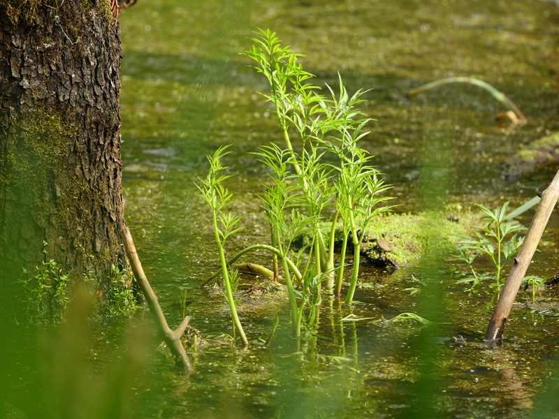 Bleistätter Moor quer (21)