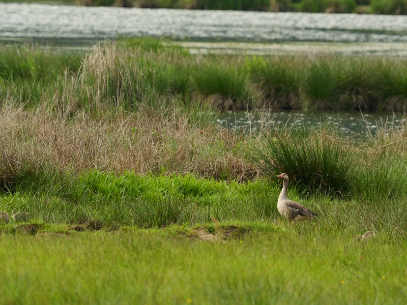 Bleistätter Moor quer (22)