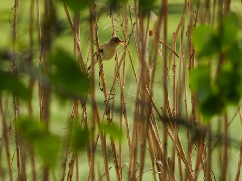 Bleistätter Moor quer (23)