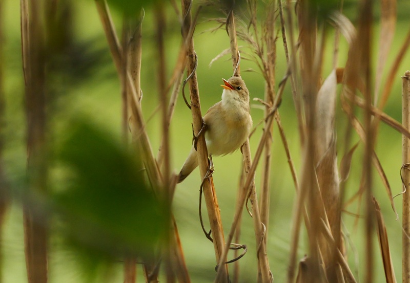 Bleistätter Moor quer (24)