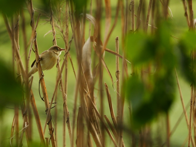 Bleistätter Moor quer (25)