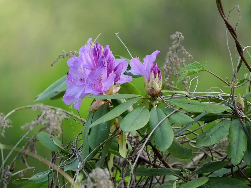 Bleistätter Moor quer (26)