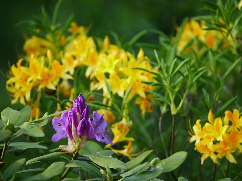 Bleistätter Moor quer (27)