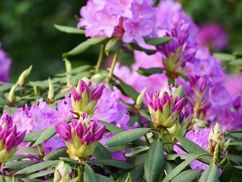 Bleistätter Moor quer (28)