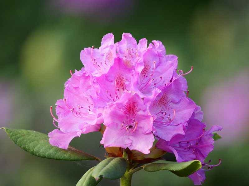 Bleistätter Moor quer (29)