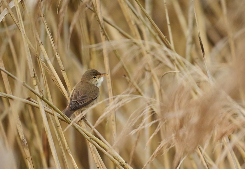 Bleistätter Moor quer (30)