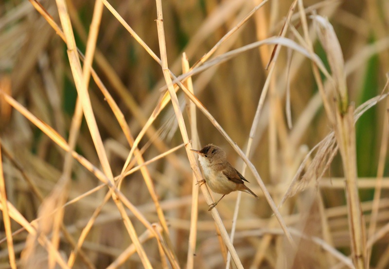 Bleistätter Moor quer (31)
