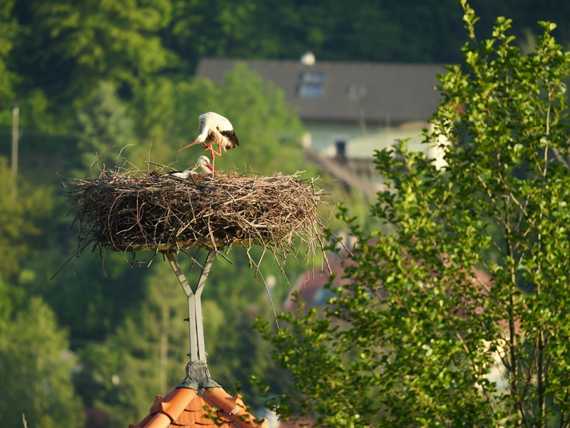 Bleistätter Moor quer (32)
