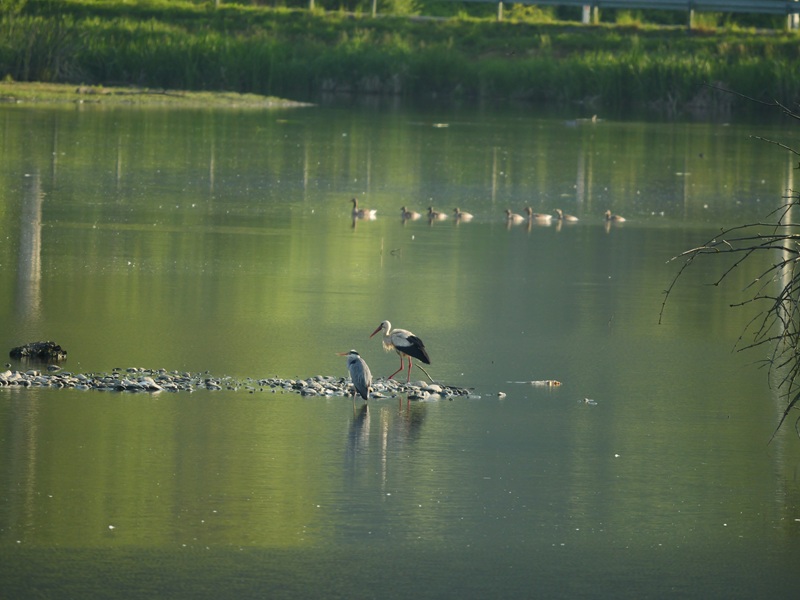 Bleistätter Moor quer (33)