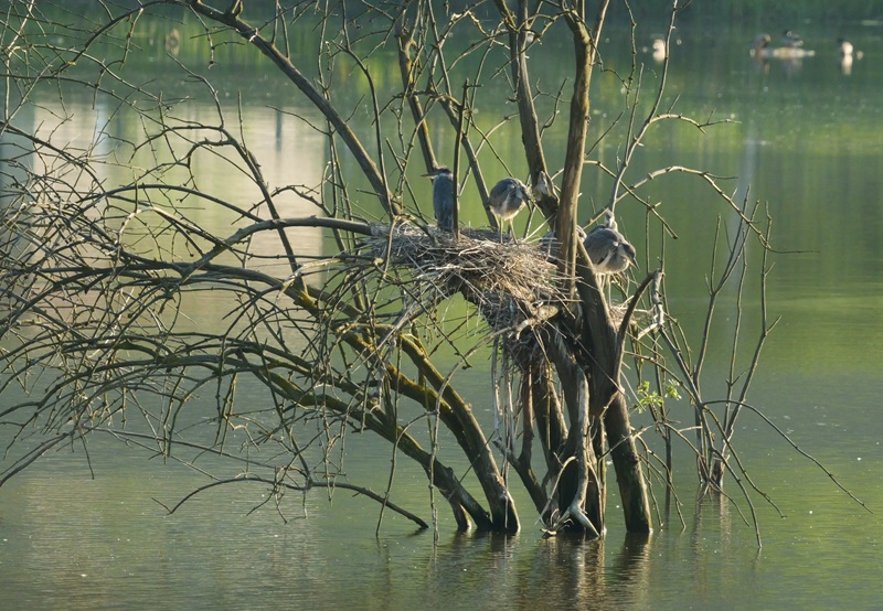 Bleistätter Moor quer (34)