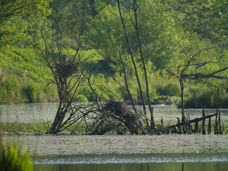 Bleistätter Moor quer (35)