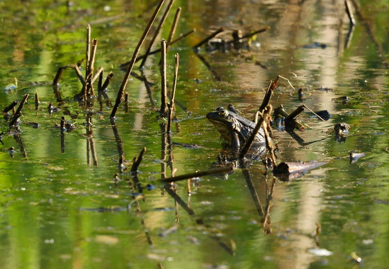 Bleistätter Moor quer (36)