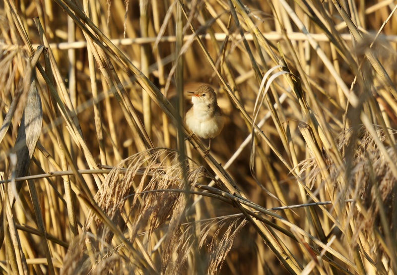 Bleistätter Moor quer (37)