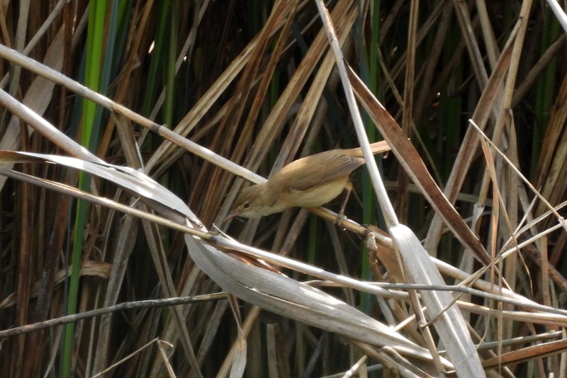 Bleistätter Moor quer (38)