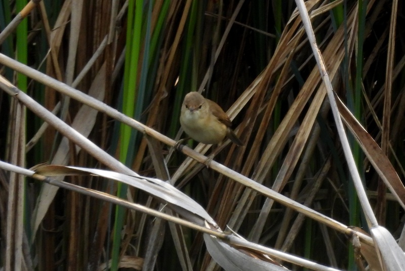 Bleistätter Moor quer (39)