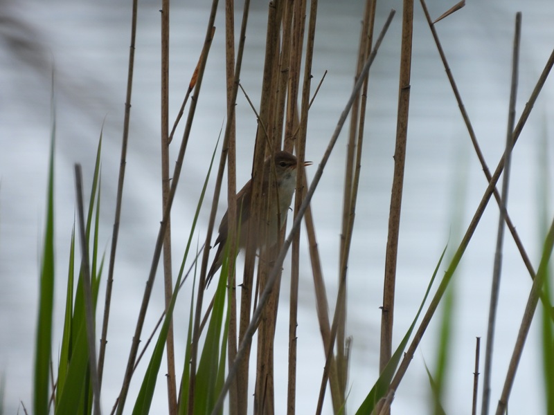 Bleistätter Moor quer (43)