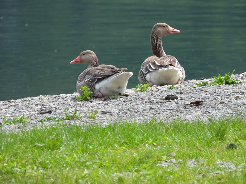 Bleistätter Moor quer (45)